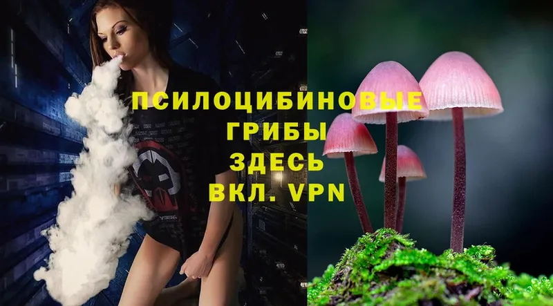 наркотики  Балашов  Псилоцибиновые грибы Psilocybe 